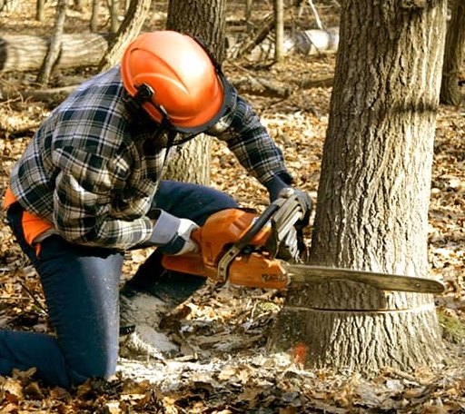 Tree Removal in Houston, AK